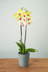 Double Spike Yellow Phalaenopsis Orchid
