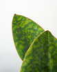 Green Whale Fin Snake Plant