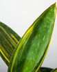 Variegated Whale Fin Snake Plant