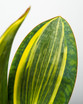 Variegated Whale Fin Snake Plant