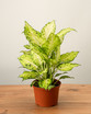 Amy Dieffenbachia