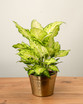 Amy Dieffenbachia