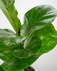 Bambino Fiddle Leaf Fig