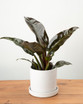 Imperial Red Philodendron