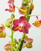 Triple Pack Phalaenopsis Orchids