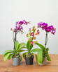 Triple Pack Orchid