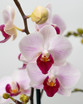 Triple Pack Phalaenopsis Orchids