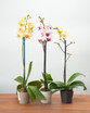 Triple Pack Phalaenopsis Orchids