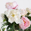 Faux White & Pink Peony and Rose Stems in Rectangle Glass Vase