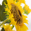 Faux Sunflower Stems in Glass Vase