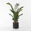 Faux Zamia in Carved Cement Cylinder