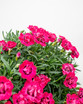 Early Love Dianthus