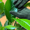 Houseplant Leaf Cleaning Gloves