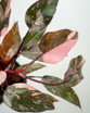 Philodendron Pink Princess