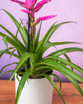 Bromeliad Antonio Pink