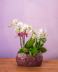 Spring Blossom Phalaenopsis Orchid