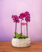 Spring Blossom Phalaenopsis Orchid