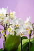 Spring Blossom Phalaenopsis Orchid