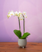 Phalaenopsis Mini