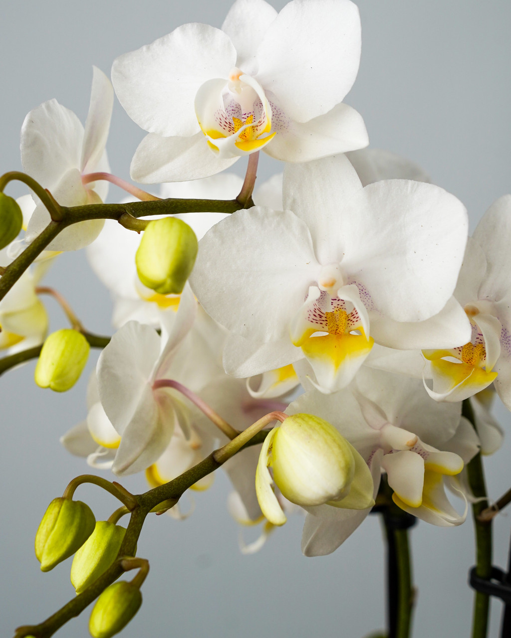 Petite Flowerful White Phalaenopsis Orchid