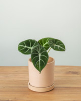 Black Velvet Alocasia