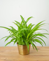 Hawaiian Spider Plant