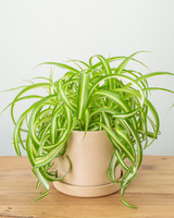 Bonnie Caribbean Spider Plant