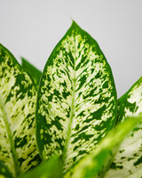 Compact Dieffenbachia