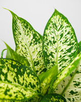 Compact Dieffenbachia