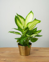 Tropic Marianne Dieffenbachia