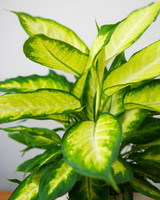 Tropic Marianne Dieffenbachia