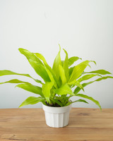 Lime Light Dracaena