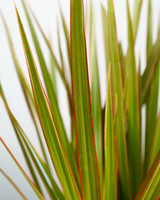 Bicolor Dragon Tree