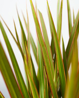 Bicolor Dragon Tree