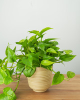 Golden Pothos