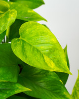 Golden Pothos