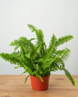 Kimberly Queen Fern