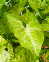 White Butterfly Arrowhead Plant