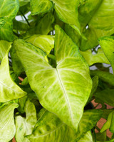 White Butterfly Arrowhead Plant