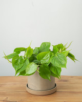 Heart Leaf Philodendron