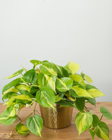 Brasil Philodendron