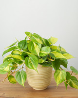 Brasil Philodendron