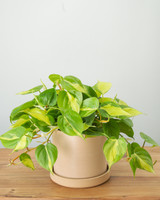 Brasil Philodendron