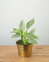 Silver Sword Philodendron