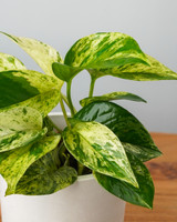 Marble Queen Pothos