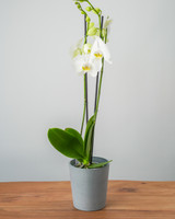Double Spike White Orchid
