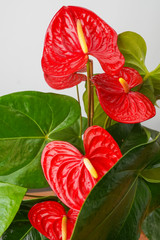 Red Anthurium