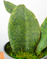 Green Whale Fin Snake Plant