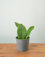 Green Whale Fin Snake Plant