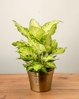 Amy Dieffenbachia